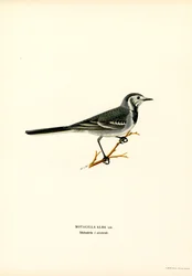 White Wagtail