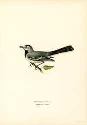 White Wagtail
