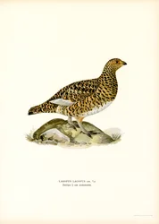 Willow Ptarmigan
