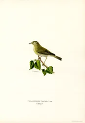 Willow Warbler