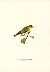 Wood Warbler