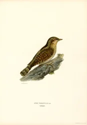 Wryneck