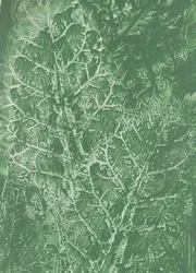Deep Green Leaf Texture