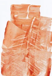 Earthy Leaf Impressions