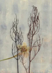 Minimal Dried Botanicals