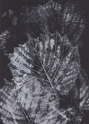 Monochrome Leaf Study