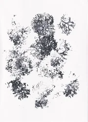 Organic Botanical Shapes