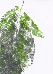 Organic Green Fern