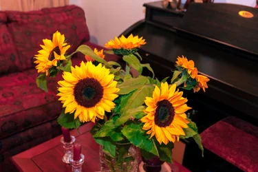 Bright Yellow Sunflowers or Helianthus Annuus from the Andes Mountains in Colombia Decorates a Home in Bogota City