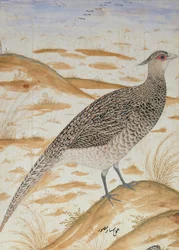 Himalayan Cheer Pheasant, Jahangir Period, Mughal, c.1620