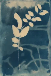 Cyanotype, 2023