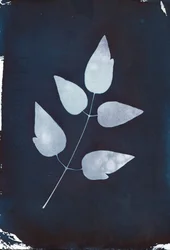 Cyanotype, 2023