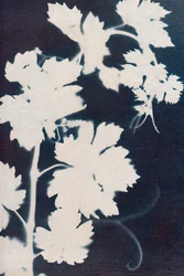 Grape leaves