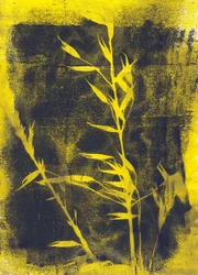 Yellow Leaves