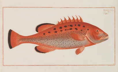 Allgemeine Naturgeschichte der Fische Deutschlands, 1782-1793