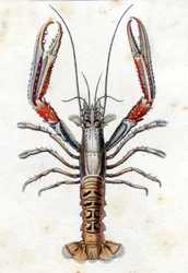 Natural History Plate: The Langoustine after Marc Elieser Bloch