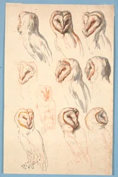 Ten Studies of an Owl