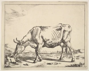 Cow, after Paulus Potter