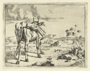 Cow Licking Itself (Cattle and Pigs)