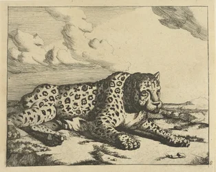 Leopard Lying to the Right, Paws Towards the Viewer