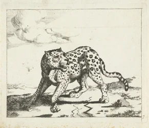 Leopard, Standing to the Left, Head to the Right (Leopards)