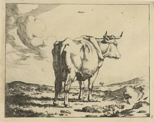 Standing Cow Seen from Behind (Cattle)