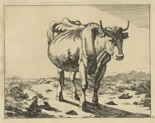 Standing Cow, Seen from the Front (Cattle)