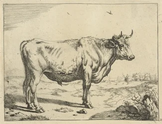 Bull Standing to the Right with Birds