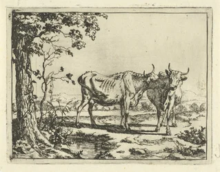 Two Cows Licking Each Other (Cattle and Pigs)