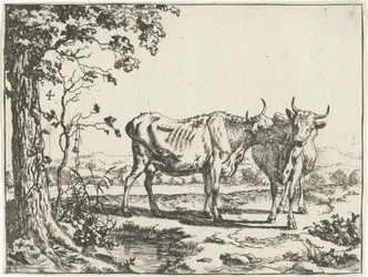Two cows licking each other