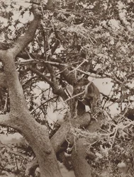 Among the Branches, a Cat-Like Study