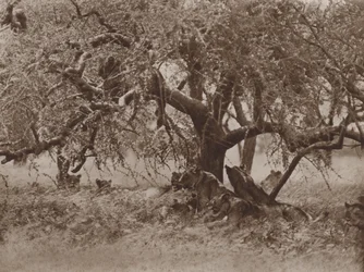 At Rest on a Bough