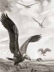 Vultures Carrying Off the Limbs of the Slain in Battle, from Hutchinson