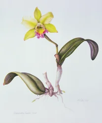 Brassolaeliocattleya Greenwich, Elmhurst