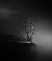 Eerie Misty Tree