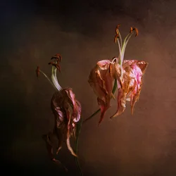 Elegant Fading Lilies