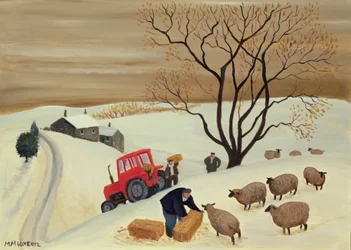 Taking Hay to the Sheep by Tractor