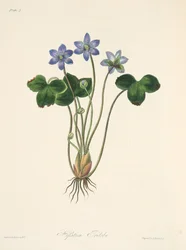 Common Blue Hepatica, from Floral Illustrations of the Seasons, pub. 1829