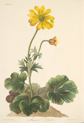 Cyclamen-leaved Anemone, from Floral Illustrations of the Seasons, pub. 1829
