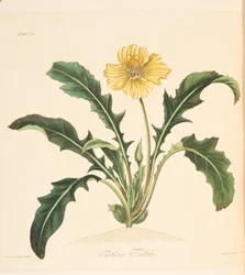 Dandelion leaved Evening Primrose, from Floral Illustrations of the Seasons, pub. 1829