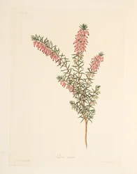 Flesh-coloured, early flowing Heath, from Floral Illustrations of the Seasons, pub. 1829