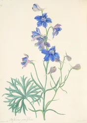Great Flowered Larkspur, from Floral Illustrations of the Seasons