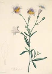 Painted Salpiglossis, from Floral Illustrations of the Seasons