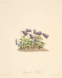 Russet Bell Flower, from Floral Illustrations of the Seasons, pub. 1829