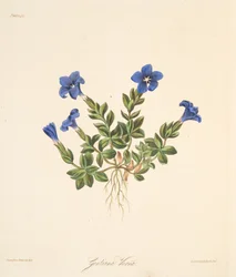 Spring Gentian, from Floral Illustrations of the Seasons, pub. 1829