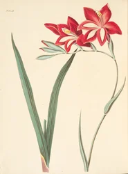 Superb Corn-Flag, from Floral Illustrations of the Seasons