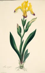 Variegated Iris, from Floral Illustrations of the Seasons