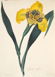 Yellow-flowered Tigridia, from Floral Illustrations of the Seasons