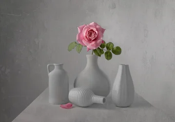 Delicate Pink Rose Still Life