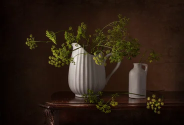 Dill Flowers Still Life